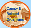 Campy & Related Organisms